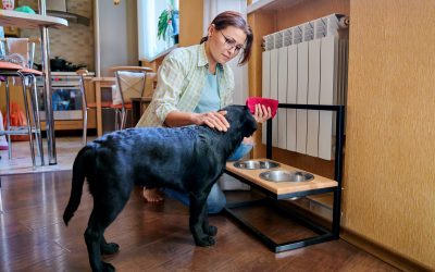 Doggie Dining: Elevated Feeding Stations and Mealtime Etiquette for Dogs