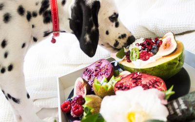 8 Nutritious Snack Ideas for Your Loving Dog